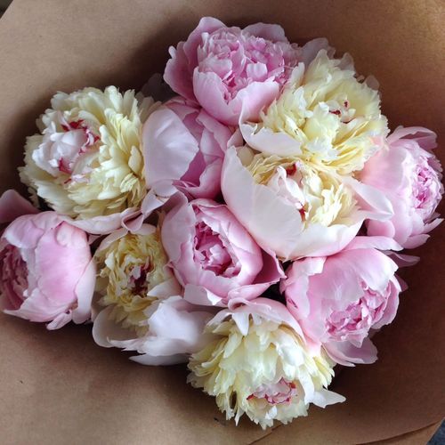 Букет Из 11 Розовых И Белых Пионов