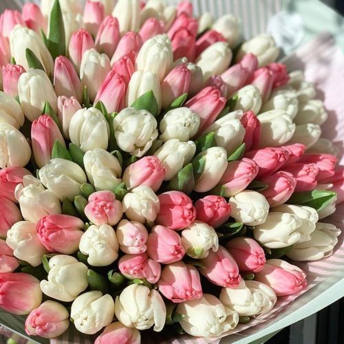 151 Белый И Розовый Тюльпан