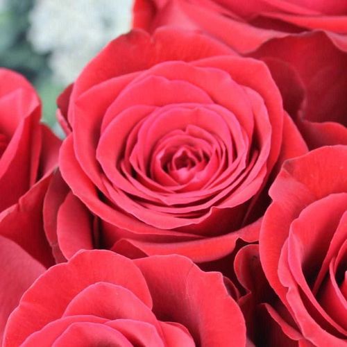 7 Красных Роз Эквадор